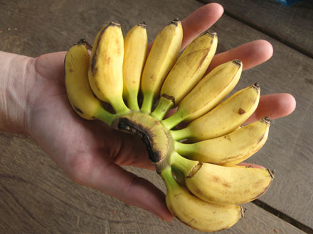 Калорійність маленьких бананів «бебі»